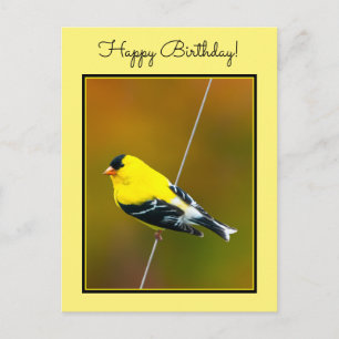 Amerikaanse Goldfinch - originele foto Briefkaart