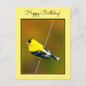 Amerikaanse Goldfinch - originele foto Briefkaart (Voorkant)
