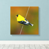 Amerikaanse Goldfinch - originele foto Canvas Afdruk (Insitu (Houten vloer))