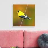 Amerikaanse Goldfinch - originele foto Canvas Afdruk (Insitu (Woonkamer))