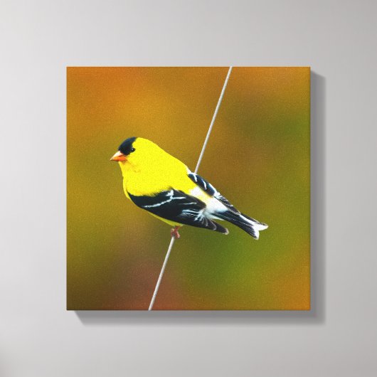 Amerikaanse Goldfinch - originele foto Canvas Afdruk (Voorkant)