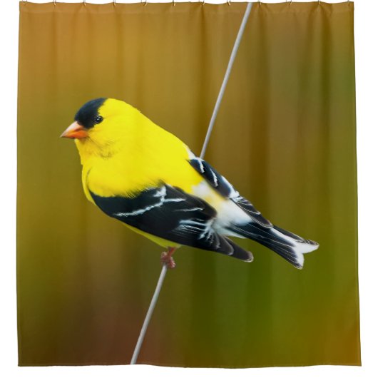 Amerikaanse Goldfinch - originele foto Douchegordijn (Voorkant)