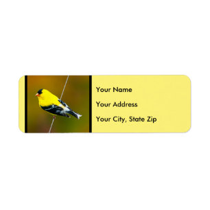 Amerikaanse Goldfinch - originele foto Etiket