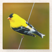 Amerikaanse Goldfinch - originele foto Glazen Onderzetter (Voorkant)