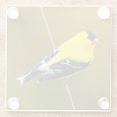 Amerikaanse Goldfinch - originele foto Glazen Onderzetter (Achterkant)