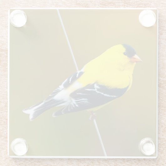 Amerikaanse Goldfinch - originele foto Glazen Onderzetter (Achterkant)