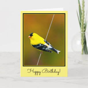Amerikaanse Goldfinch - originele foto Kaart