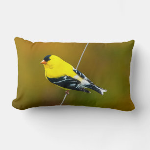 Amerikaanse Goldfinch - originele foto Kussen