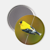 Amerikaanse Goldfinch - originele foto Magneet (Voorkant / Achterkant)