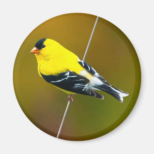 Amerikaanse Goldfinch - originele foto Magneet (Voorkant)