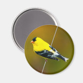 Amerikaanse Goldfinch - originele foto Magneet (Voorkant / Achterkant)