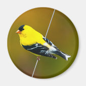 Amerikaanse Goldfinch - originele foto Magneet (Voorkant)
