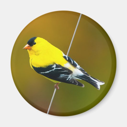 Amerikaanse Goldfinch - originele foto Magneet (Voorkant)