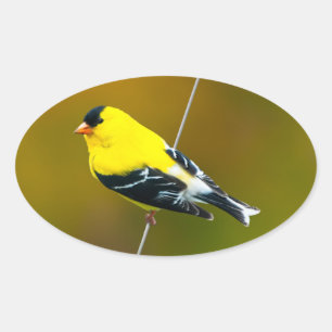Amerikaanse Goldfinch - originele foto Ovale Sticker