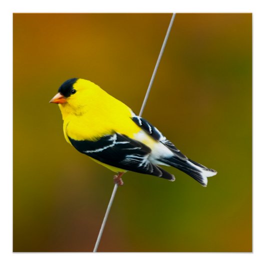 Amerikaanse Goldfinch - originele foto Perfect Poster (Voorkant)