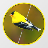 Amerikaanse Goldfinch - originele foto Raamsticker (Vel)
