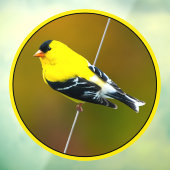 Amerikaanse Goldfinch - originele foto Raamsticker (Vel 3)