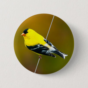 Amerikaanse Goldfinch - originele foto Ronde Button 5,7 Cm