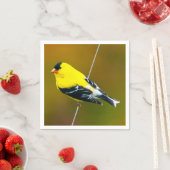Amerikaanse Goldfinch - originele foto Servet (Insitu)