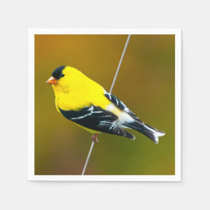 Amerikaanse Goldfinch - originele foto Servet