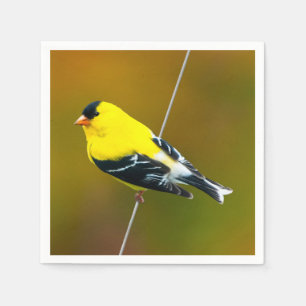 Amerikaanse Goldfinch - originele foto Servet