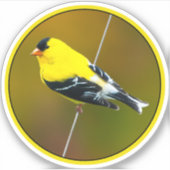 Amerikaanse Goldfinch - originele foto Sticker (Voorkant)