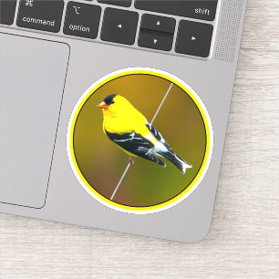 Amerikaanse Goldfinch - originele foto Sticker