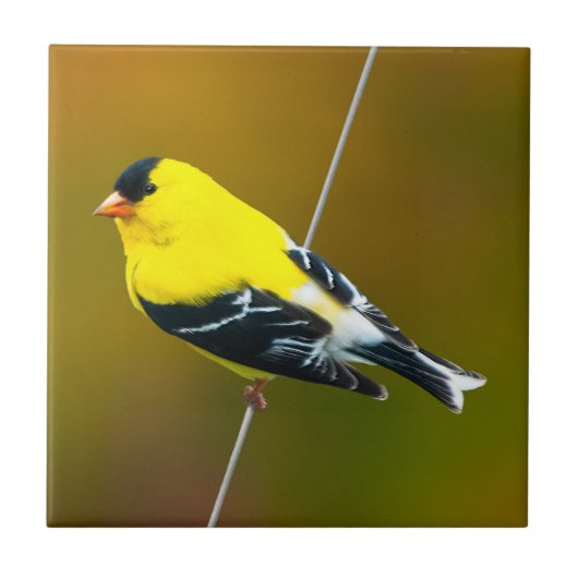 Amerikaanse Goldfinch - originele foto Tegeltje (Voorkant)