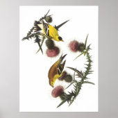 Amerikaanse Goldfinch Poster (Voorkant)