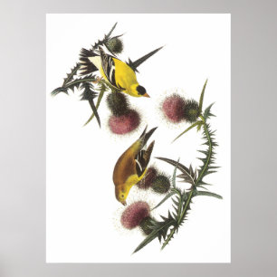 Amerikaanse Goldfinch Poster