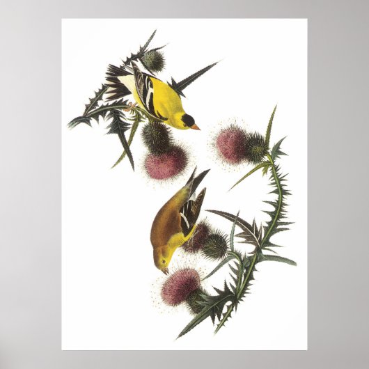 Amerikaanse Goldfinch Poster (Voorkant)