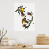 Amerikaanse Goldfinch Poster (Keuken)