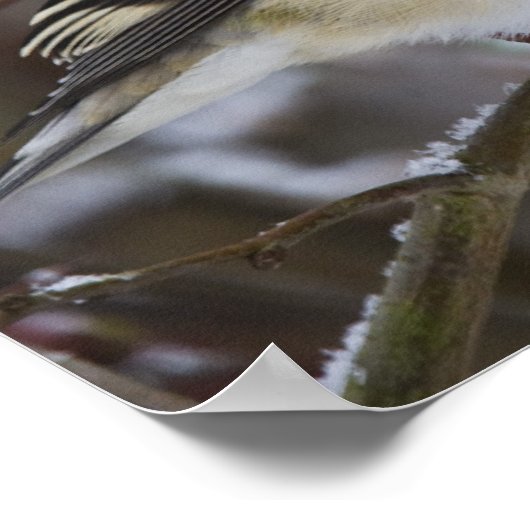 Amerikaanse Goldfinch Poster (Hoek)