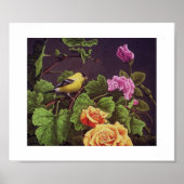 Amerikaanse Goldfinch Poster (Voorkant)