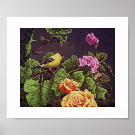 Amerikaanse Goldfinch Poster (Voorkant)