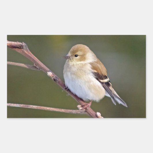 Amerikaanse Goldfinch Rechthoekige Sticker (Voorkant)