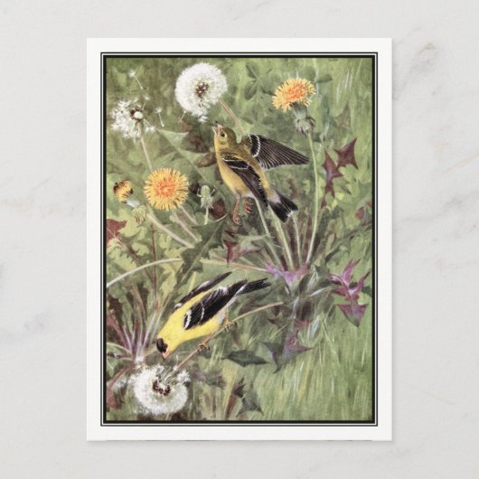 -Amerikaanse Goldfinch - Robert Bruce Horsfall Briefkaart (Voorkant)