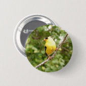 Amerikaanse Goldfinch Ronde Button 5,7 Cm (Voorkant /achterkant)