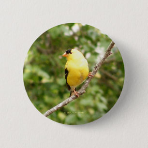Amerikaanse Goldfinch Ronde Button 5,7 Cm