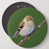 Amerikaanse Goldfinch Ronde Button 6,0 Cm (Voorkant /achterkant)