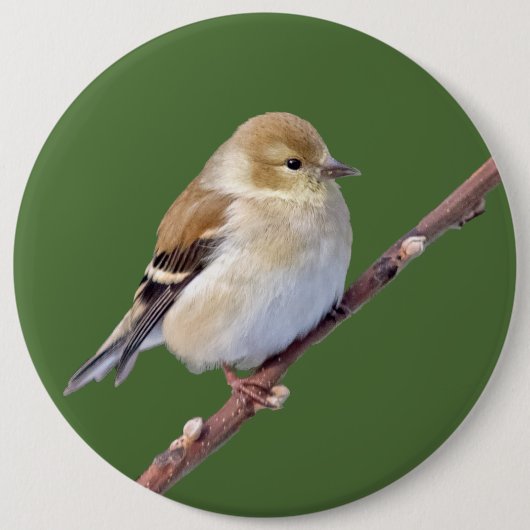 Amerikaanse Goldfinch Ronde Button 6,0 Cm (Voorkant)