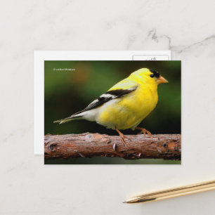 Amerikaanse Goldfinch Songbird op Arbutus Tree Briefkaart