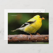 Amerikaanse Goldfinch Songbird op Arbutus Tree Briefkaart (Voorkant / Achterkant)