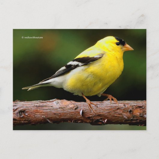 Amerikaanse Goldfinch Songbird op Arbutus Tree Briefkaart (Voorkant)