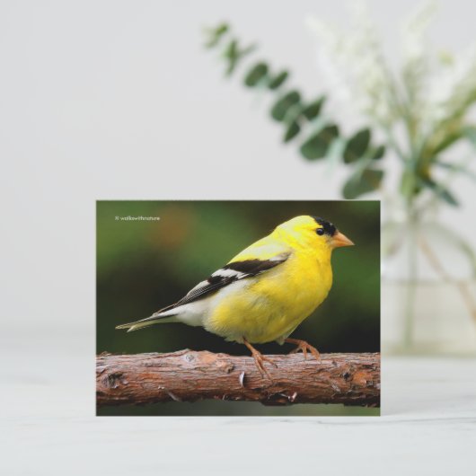 Amerikaanse Goldfinch Songbird op Arbutus Tree Briefkaart (Staand voorkant)
