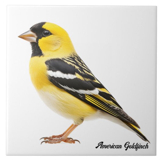 Amerikaanse Goldfinch Tegeltje (Voorkant)