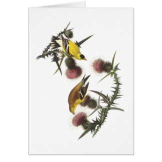 Amerikaanse Goldfinch van Audubon