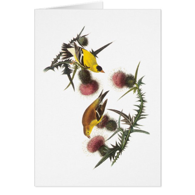 Amerikaanse Goldfinch van Audubon (Voorkant)