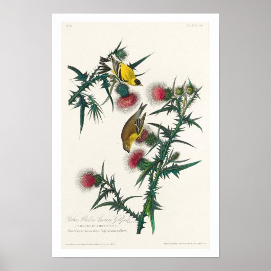 Amerikaanse Goldfinch van Audubon Poster (Voorkant)