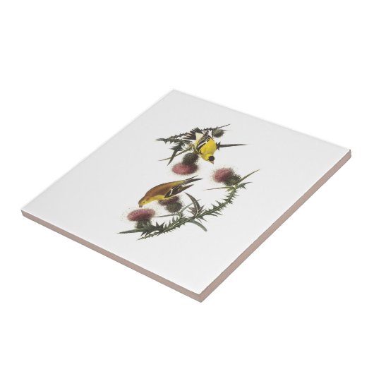 Amerikaanse Goldfinch van Audubon Tegeltje (Zijkant)